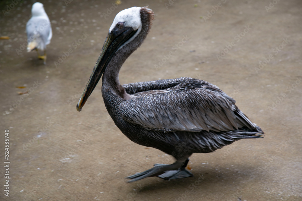 Fototapeta premium pelican