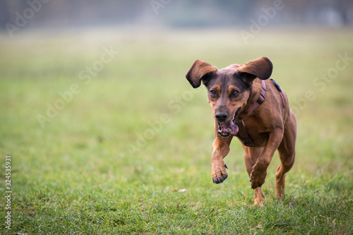 Bavarian mountain sweat dog runs in a fast run across the meadow, the snout opened slightly and a little dirt in the mouth