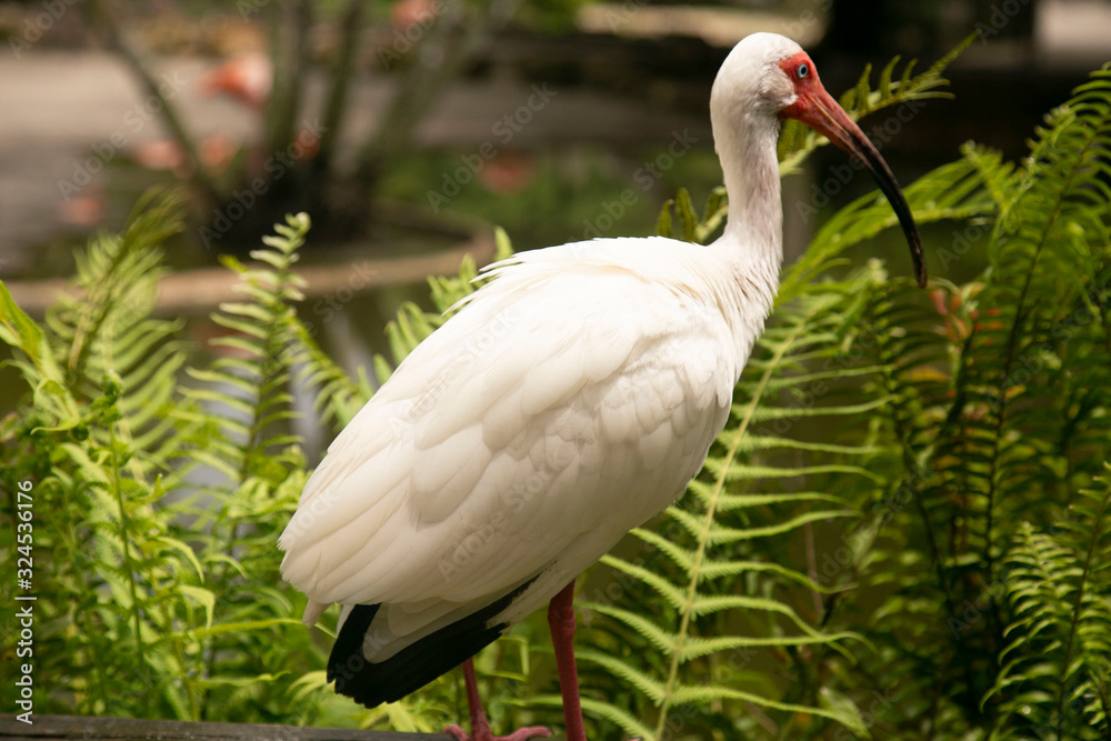 white ibis white ibis