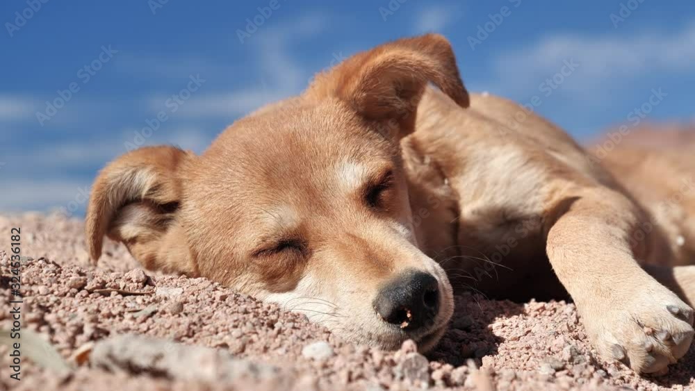 Dog lies under scorching sun in the desert Dog lies under scorching sun in the desert