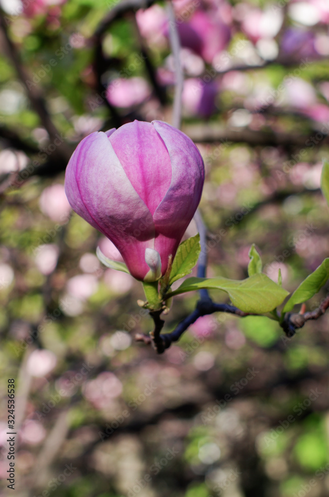 Fototapeta premium Beautiful purple magnolia flower close-up. On a blurred background