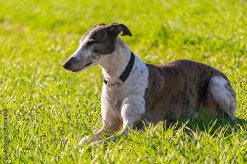 dog resting in a field of fresh grass