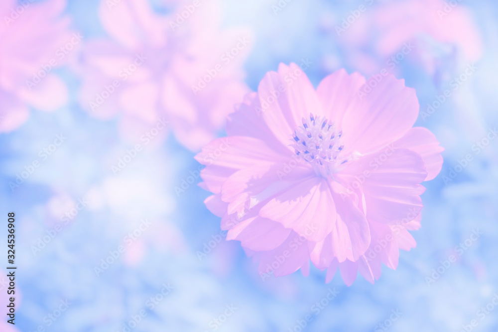 Blurred images of pink cosmos flowers