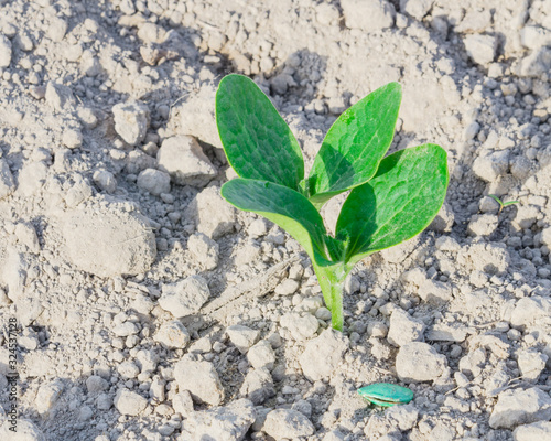 Squash seedling growing with green seed casing on dry loam soil at farmland in Puyallup, Washington photo