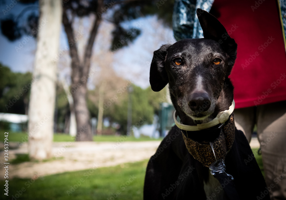 Perro Galgo Español Negro en parque