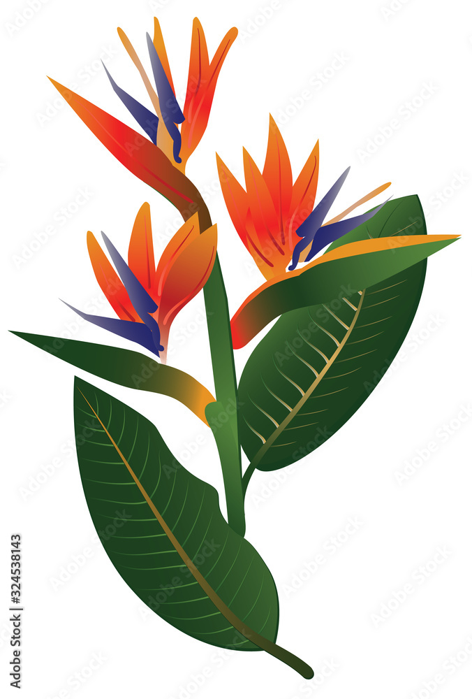 African flower - Strelitzia royal African flower - Strelitzia royal