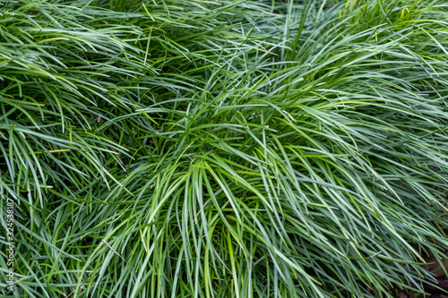 Ophiopogon japonicus or dwarf lilyturf, mondograss, fountainplant, monkeygrass or convallaria japonica photo