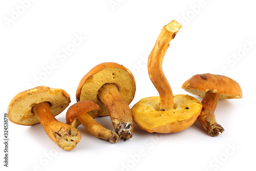 Xerocomus subtomentosus (brown and yellow bolet, boring brown bolete, yellow-cracked bolete, suede bolete)
