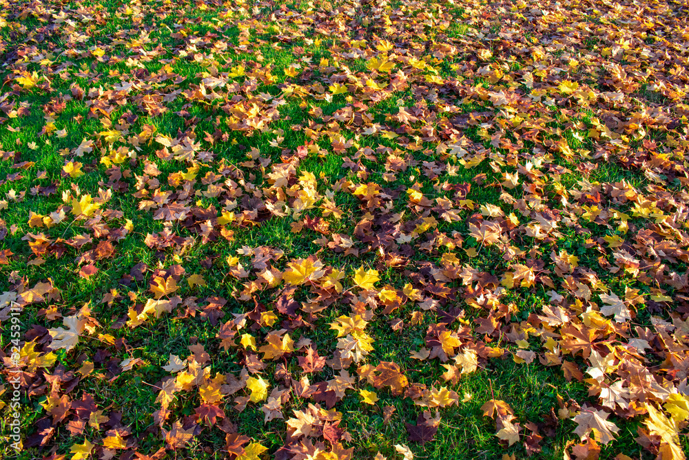 Colourful autumn maple leaves on green grass background