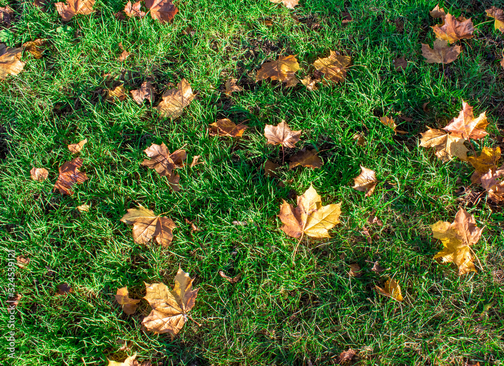 Colorful autumn maple leaves on green grass background Colorful autumn maple leaves on green grass background
