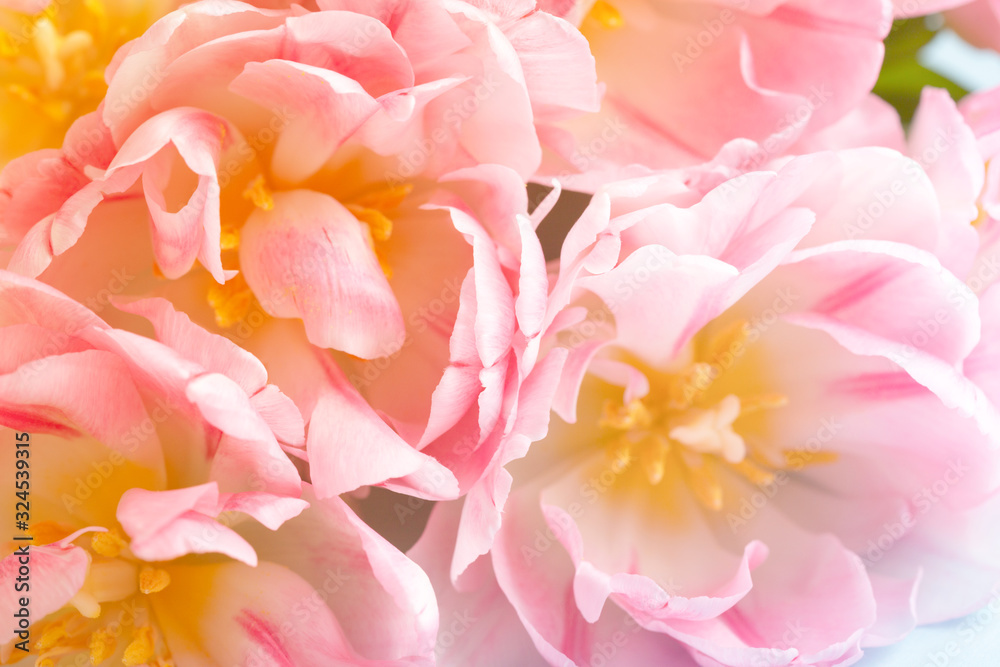 Beautiful peony pink tulips close up view. Greeting card with flower for Mother's day, Woman's day and Wedding. Soft focus.