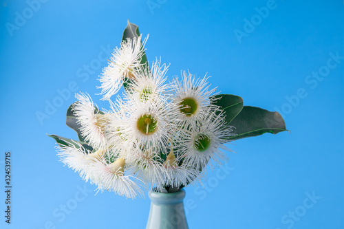 Closeup of eucalyptus flowers on blue background photo