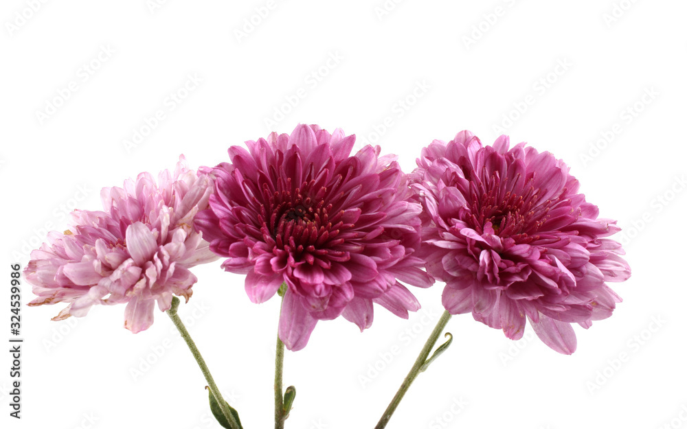 Growing chrysanthemum isolated on white Growing chrysanthemum isolated on white