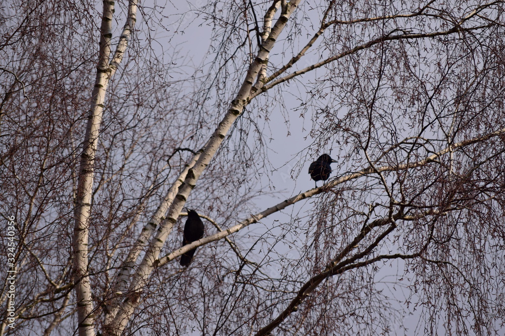 Φωτογραφία Raben im Vogelschutzgebiet Wurzacher Ried, auf einem Birkenbaum unter blauem Himmel