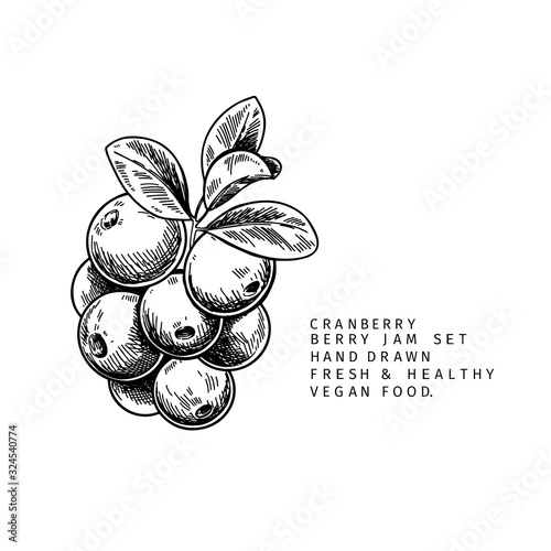 Hand drawn cranberry branch, leaf and berry. Engraved vector illustration. Cowberry, blueberry wild plant. Summer harvest, jam or mamalade vegan ingredient. Menu, package, cosmetic and food designю