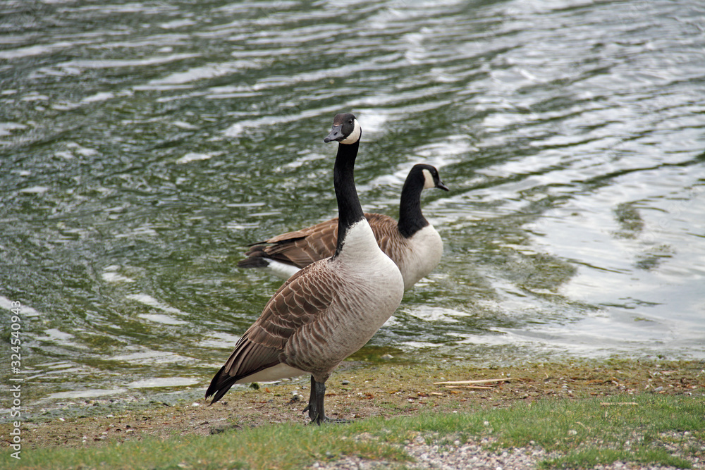 Kanada-Gans Kanada-Gans