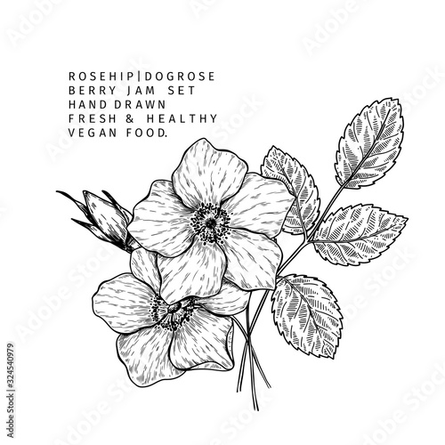 Hand drawn wild rose branch, leaf, flower and berry. Engraved vector illustration. Dog rose, rosehip plant. Summer harvest, jam or mamalade vegan ingredient. Menu, package, cosmetic and food design.
