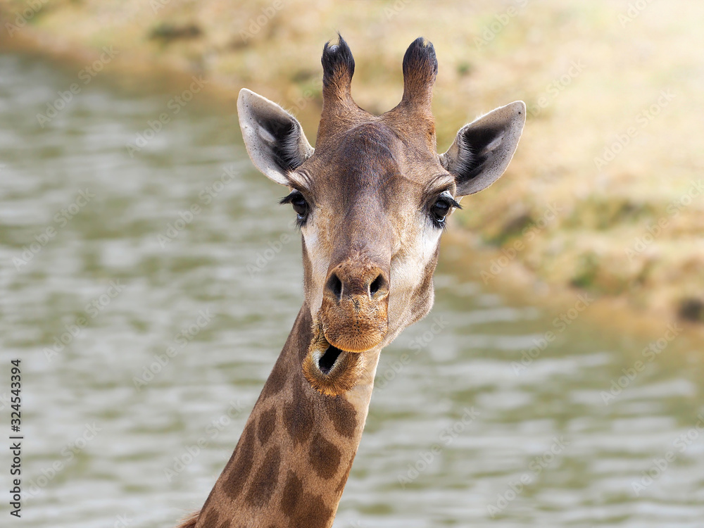 Naklejka premium Funny surprised giraffe face