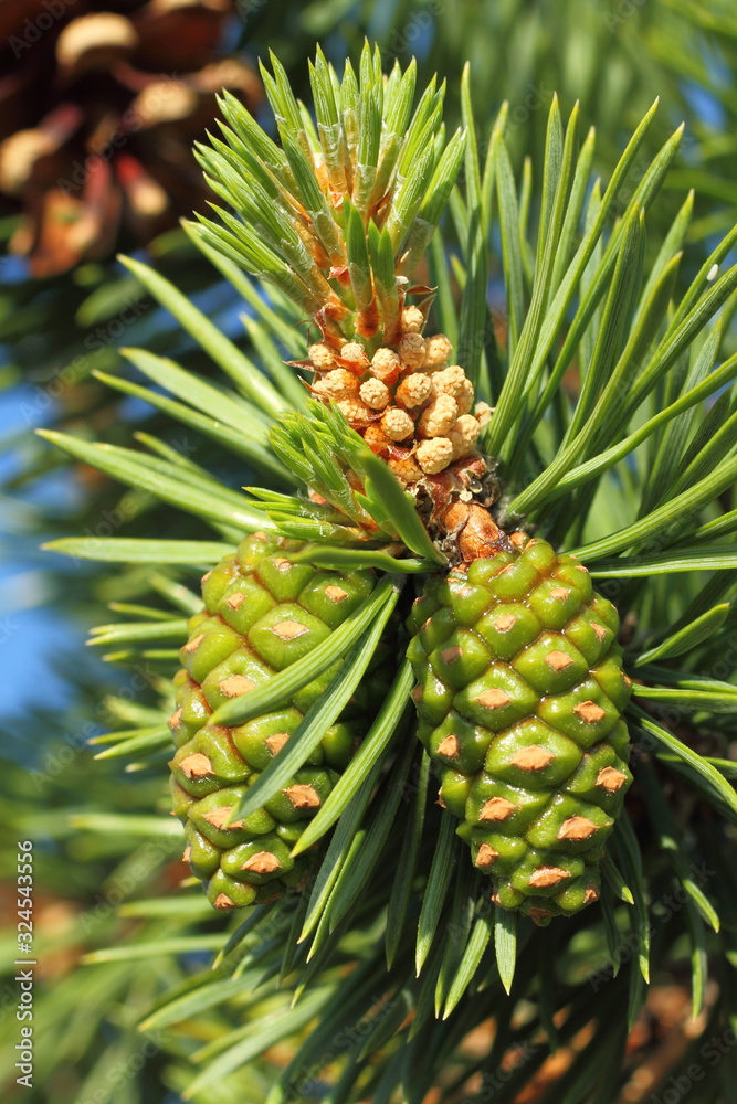 Pinus sylvestris. Pine needles and cones on a spring day in Siberia Pinus sylvestris. Pine needles and cones on a spring day in Siberia