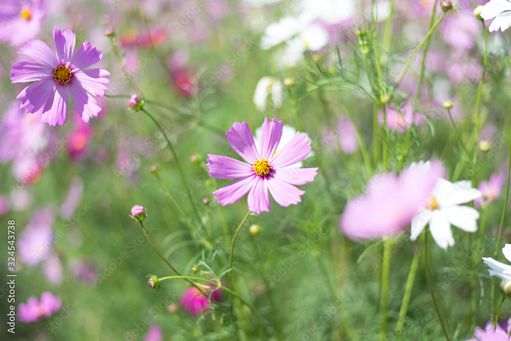 Flowers bloom in summer, Close-up, Copy-space. Flowers bloom in summer, Close-up, Copy-space.