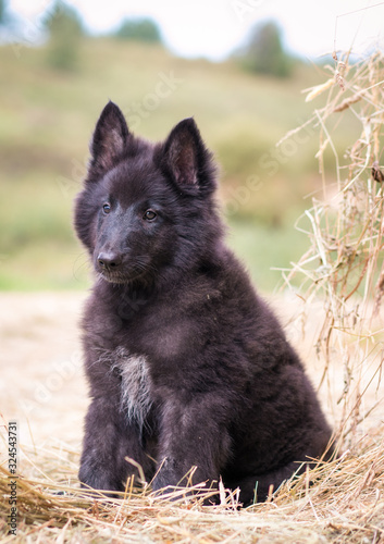 Groenendael dogpuppy posing outside  on the grass. Farm puppy. photo