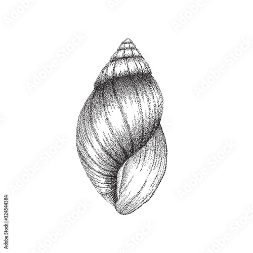 Conch shell hand drawing in dotwork style. Vector illustration