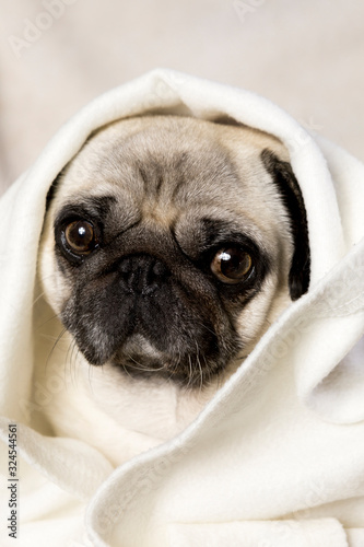 Adorable fawn and black Pug dog under white blanket close up portrait. Flat face breed pet care insurance.