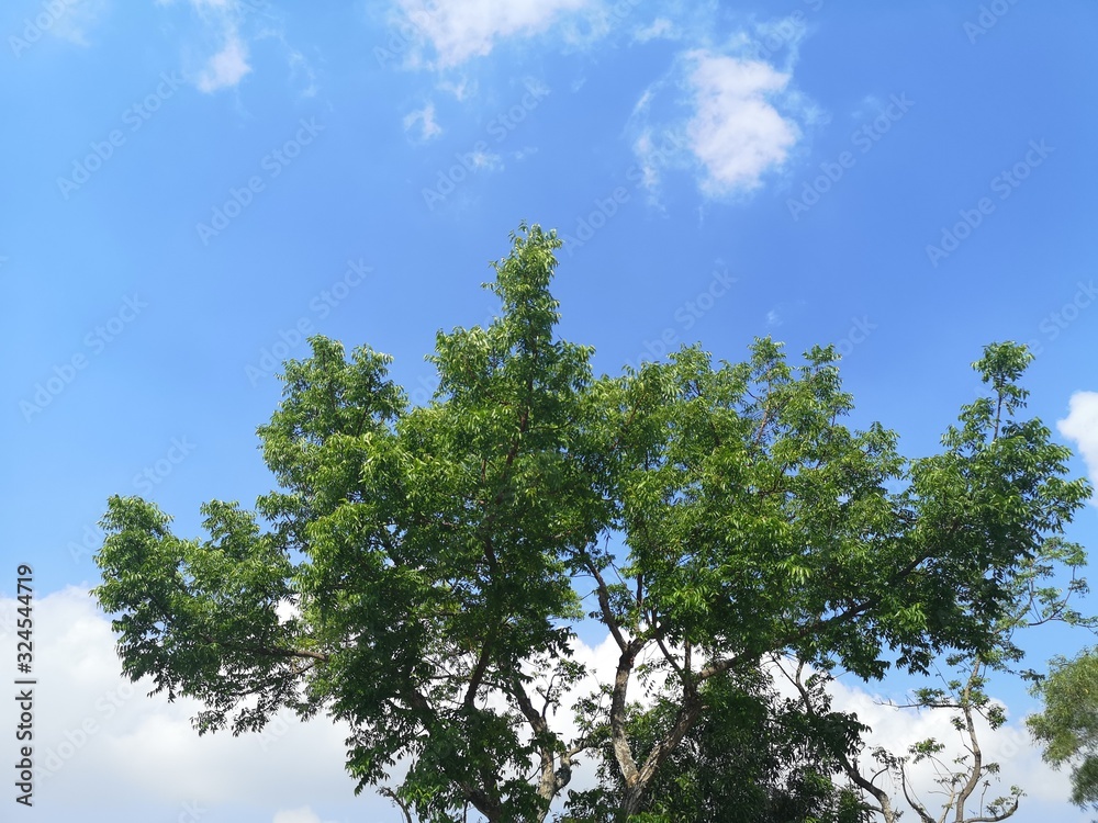 Tree on white cloud and blue sky nature background