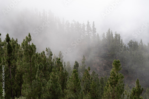 fog in forest
