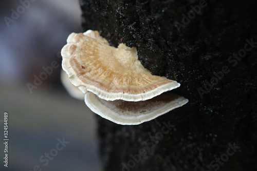 Trametes ochracea, known as the ochre bracket, wild fungus from Finland photo