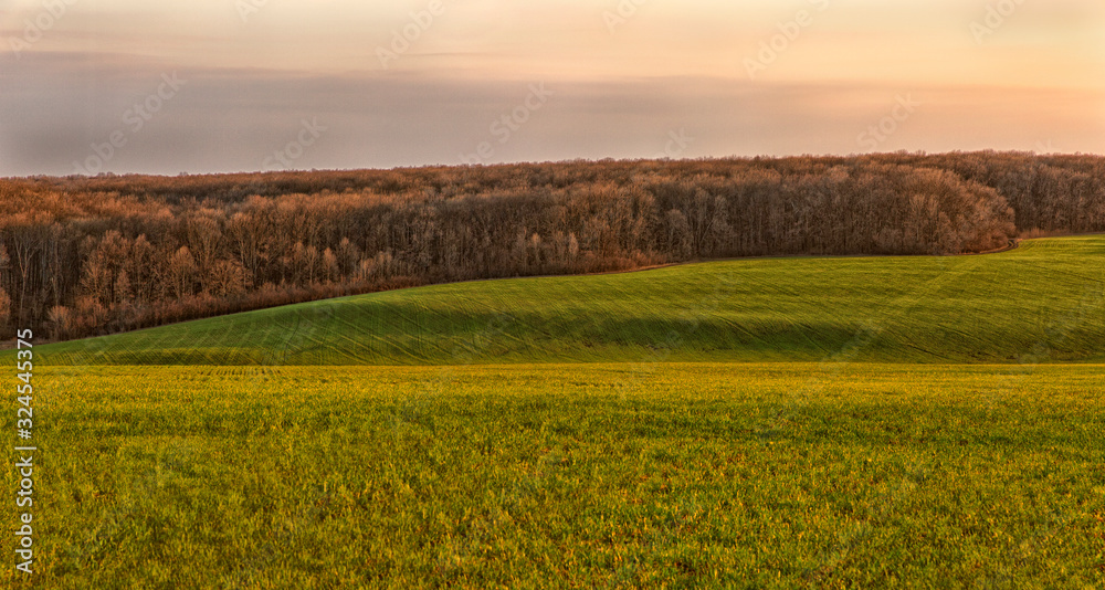 Evening green field and forest in the rays of the setting sun