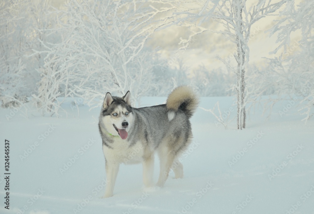 A very beautiful husky dog runs through the white snow