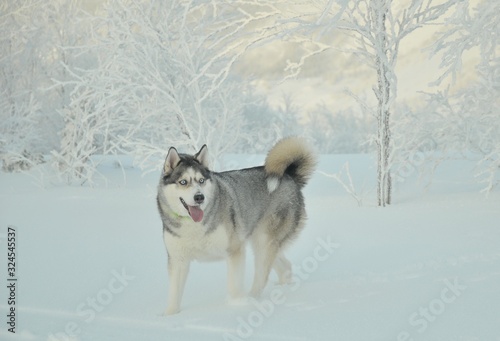 A very beautiful husky dog runs through the white snow © Ирина Бурова