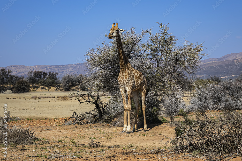 Obraz premium African Giraffe (Giraffa camelopardalis) in South Africa. The giraffe is the tallest land mammal in the world. Giraffes are herbivores, eating leaves off trees.