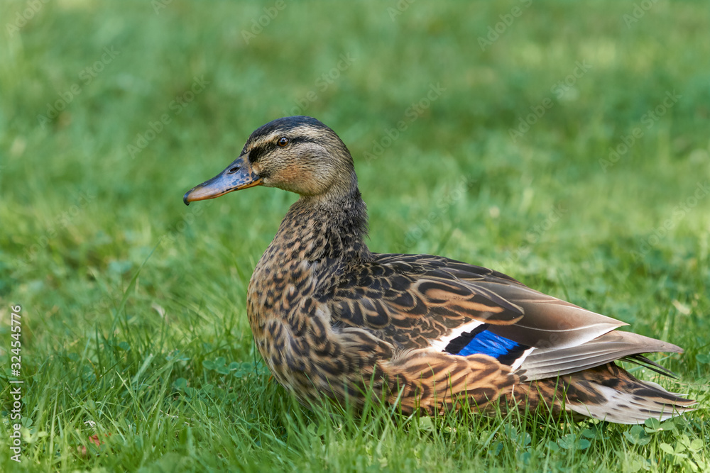 Close up of wild female duck Mallard in the grass Close up of wild female duck Mallard in the grass