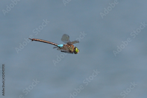 Libelle - Blaugrüne Mosaikjungfer im Flug photo