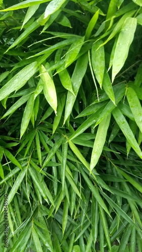 Bamboo tree leaves are green