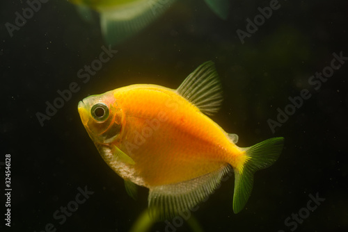 Colorful fish in the aquarium