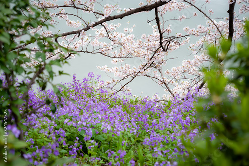Wallpaper Mural Cherry Blossoms Torontodigital.ca