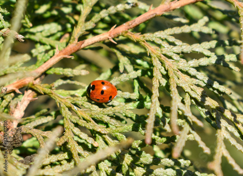 lady bug sitting on pine tree needles, close up background
