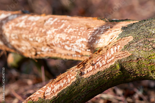 Eurasian beaver cuts on the tree. Beaver damage. traces of beaver teeth on a felled tree