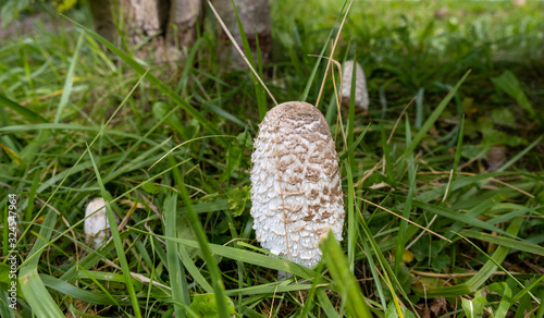 Coprinus comatus, the shaggy ink cap, lawyer's wig, or shaggy mane mushroom photo