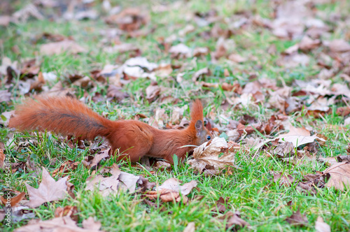 Red squirrel or Eurasian red squirrel (Sciurus vulgaris) © Emeryk_3_Drozdowski