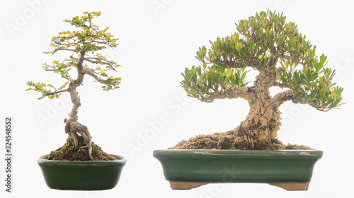 Bonsai trees in 2 pots that cut the background, make a white background