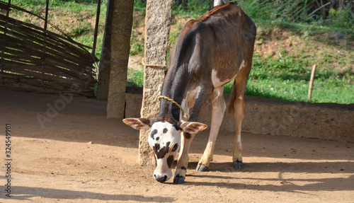 cow calf in a rural household in an Indian village
