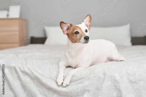 Jack Russell Terrier dog on bed in interior of grey. Hotel concept for animals. Vetclinic. Animal Calendar Template. Greeting card with dog. Animal shelter. Gift for children, man’s best friend