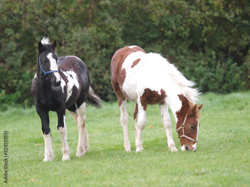 Two Young Ponies
