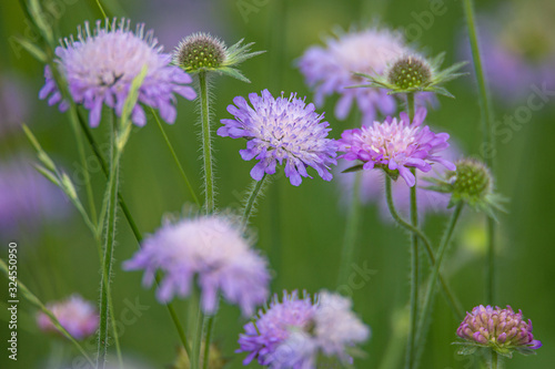 Purple and violet blossoming Chives flowers in meadow fields at Spring  details  closeup