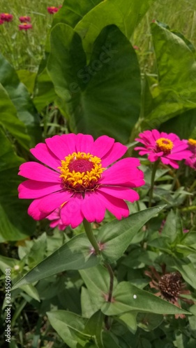 Daisy flowers bright purple natural background