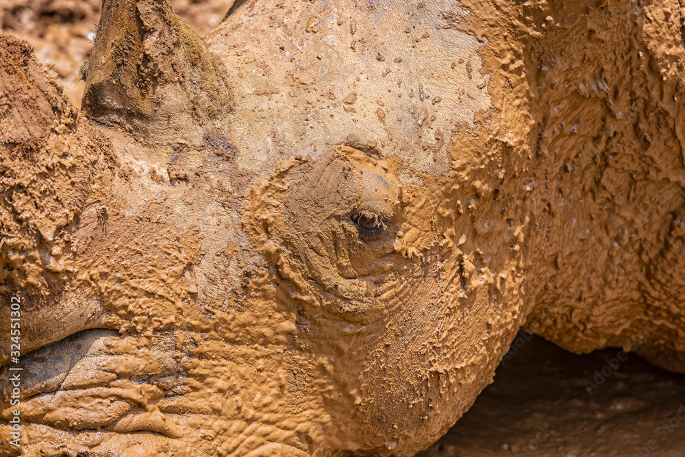 Obraz premium Close up photo of an endangered rhino